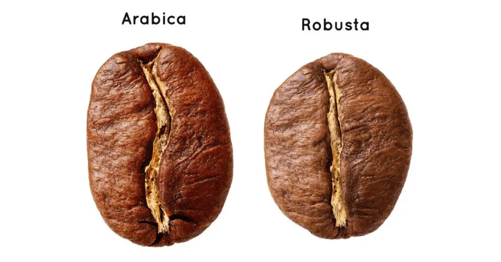 A side-by-side look at Arabica and Robusta coffee beans