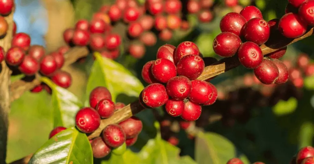 Coffee cherries growing on a coffee plant