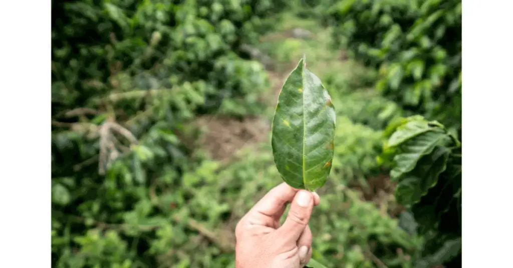 The leaf of a coffee plant that is suffering from leaf rust