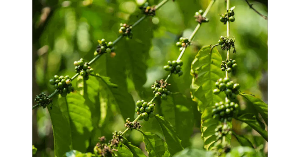 Coffee beans growing on an Excelsa coffee tree