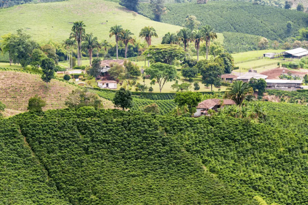 A colombian coffee farm, showing hills covered in coffee plants
