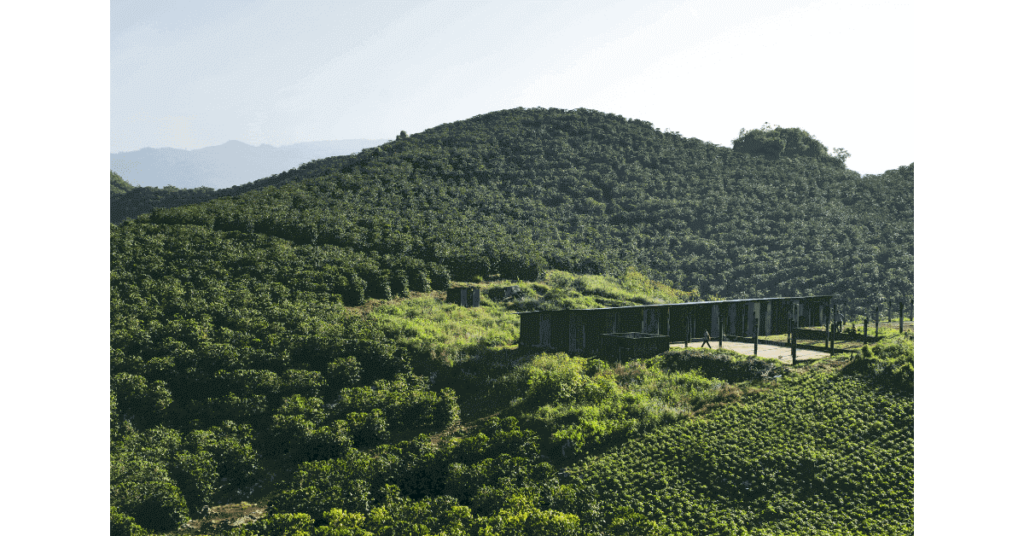 A coffee plantation in Guatemala