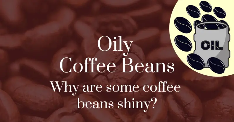 Oily coffee beans: why are some coffee beans shiny?