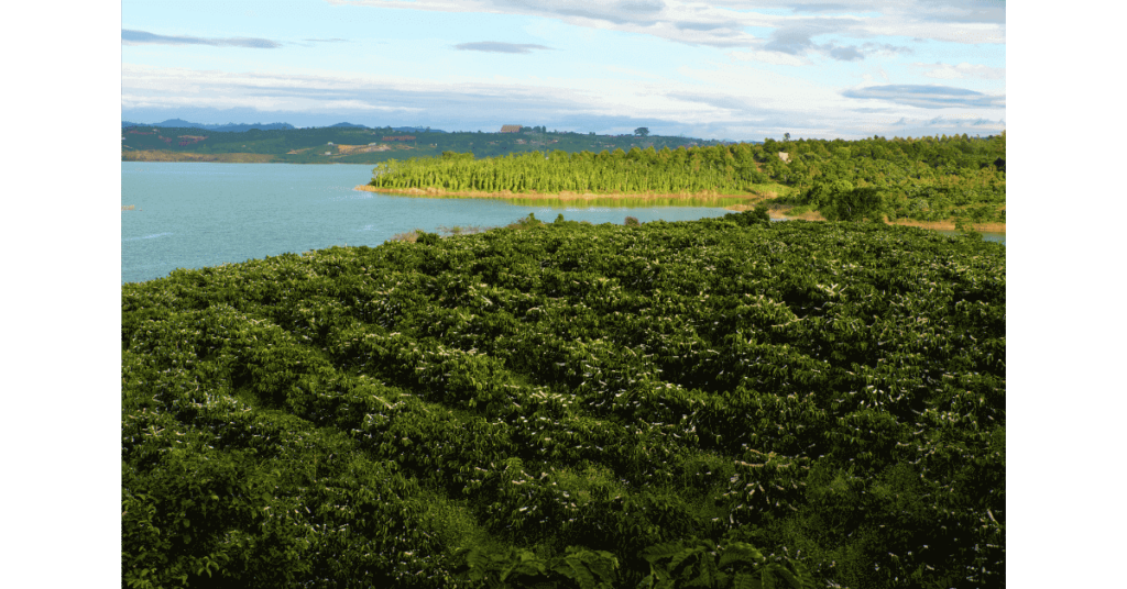 The view over a Vietnamese coffee field