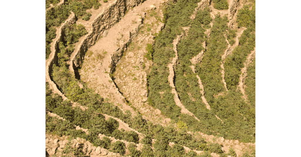 A coffee field in Yemen