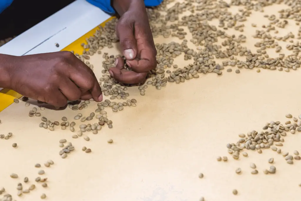 Hand-sorting coffee beans by grade and maybe to separate the peaberries