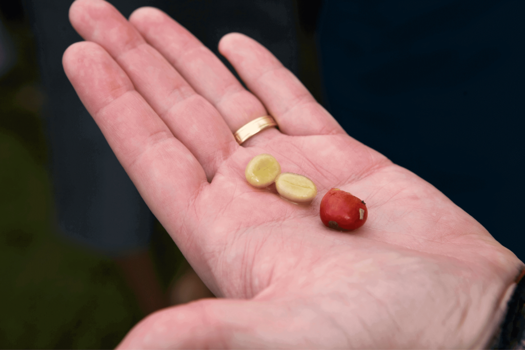 Normal flat coffee beans beside a coffee cherry