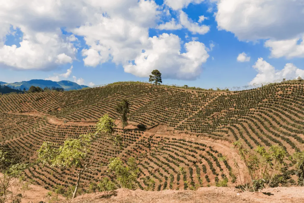 A coffee farm in the mountains of Honduras