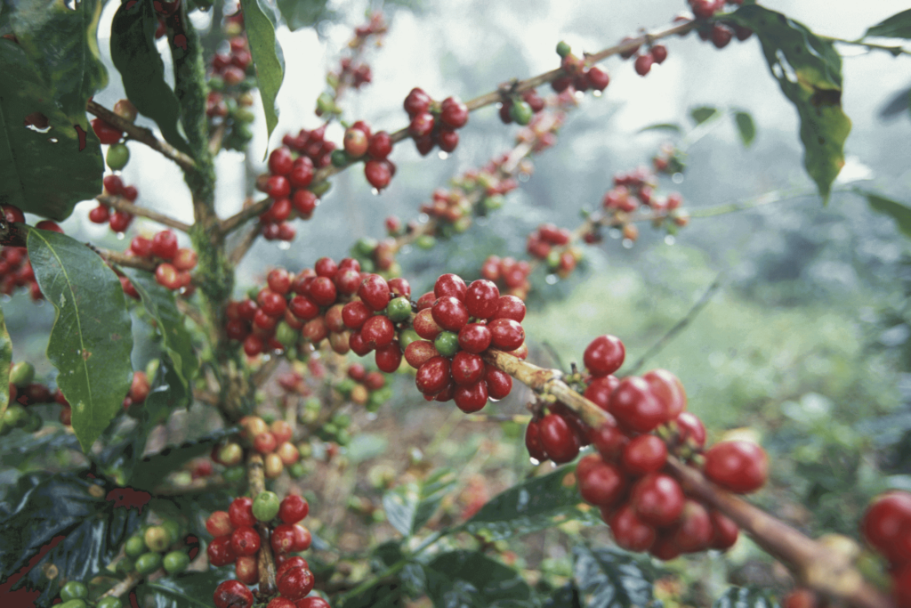 A coffee plant growing in Honduras, showing the ripening coffee cherries