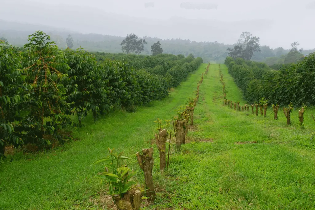 A Kona coffee field in Hawaii, the US's only major coffee-producing state