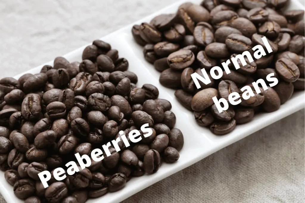 Peaberries and normal flat coffee beans shown side-by-side
