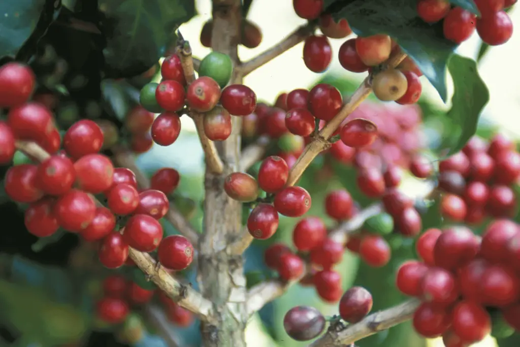 Coffee cherries on a tree in Antigua, Guatemala