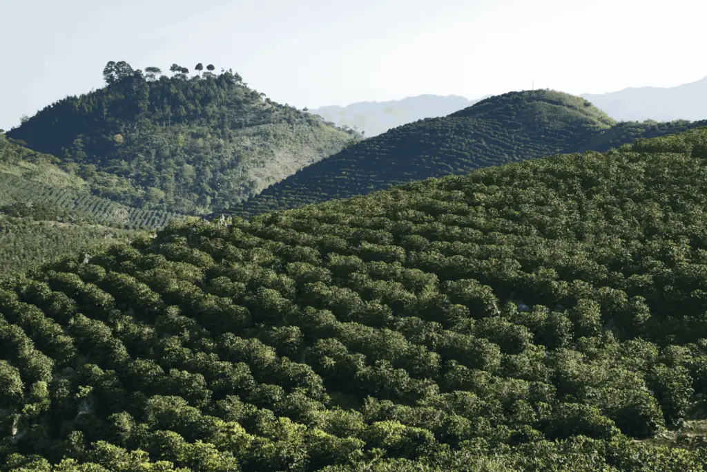 A Guatemalan coffee plantation, showing a view of the coffee plants from a distance