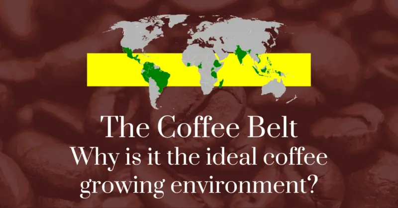 The coffee belt: Why is it the ideal coffee growing environment?