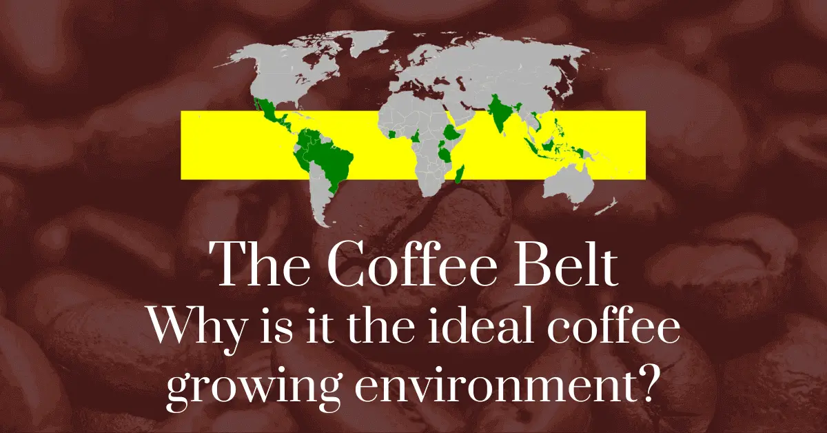 The coffee belt: Why is it the ideal coffee growing environment?